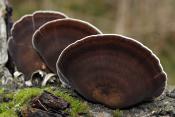 winterhoutzwam (lentinus brumalis) 11-2008 3491